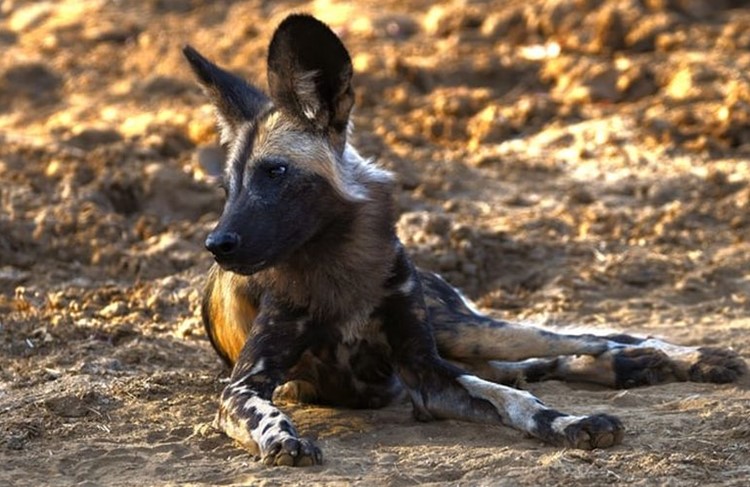 photo of Dar El Salaam - Selous Game Reserve